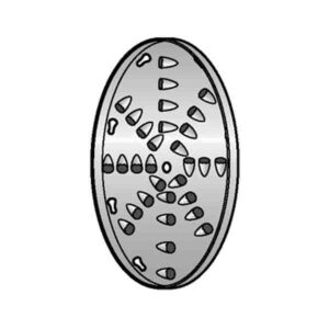 Alfa International VS-12SD-1/2 Shredding Grating Disc Plate